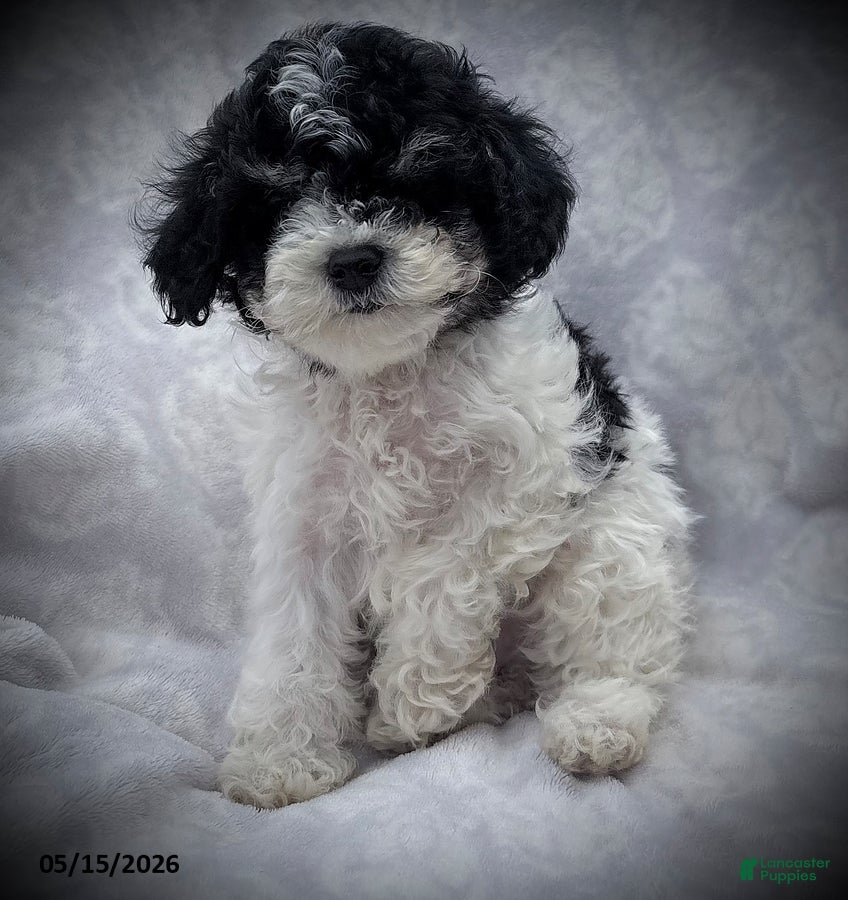 Maltipoo dogs for sale: Spot - Ad 3