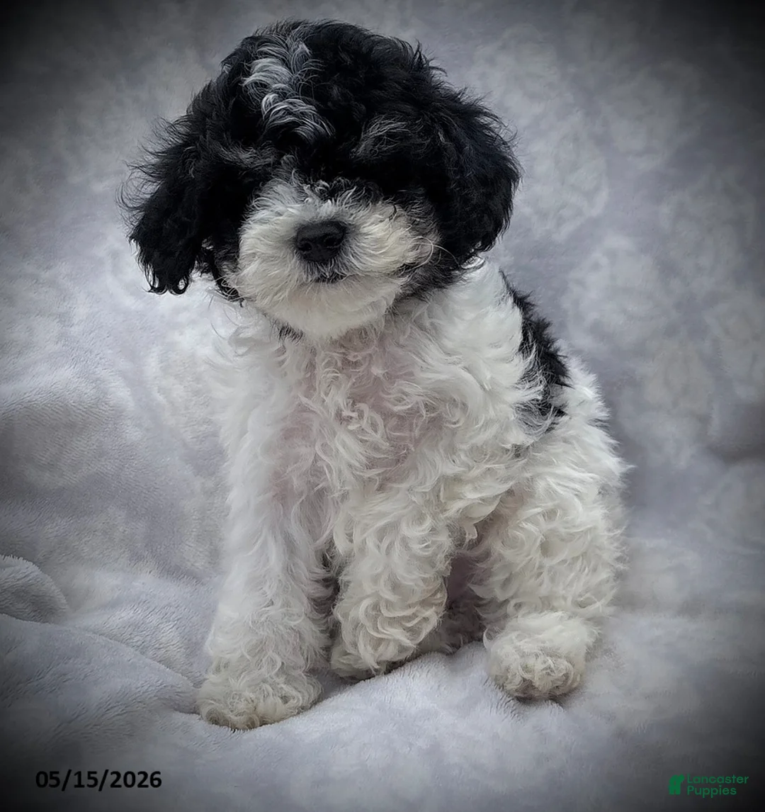 Maltipoo dogs for sale: Spot - Ad 1