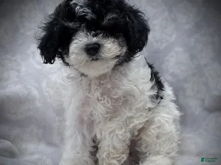Maltipoo dogs for sale: Spot - Ad 3