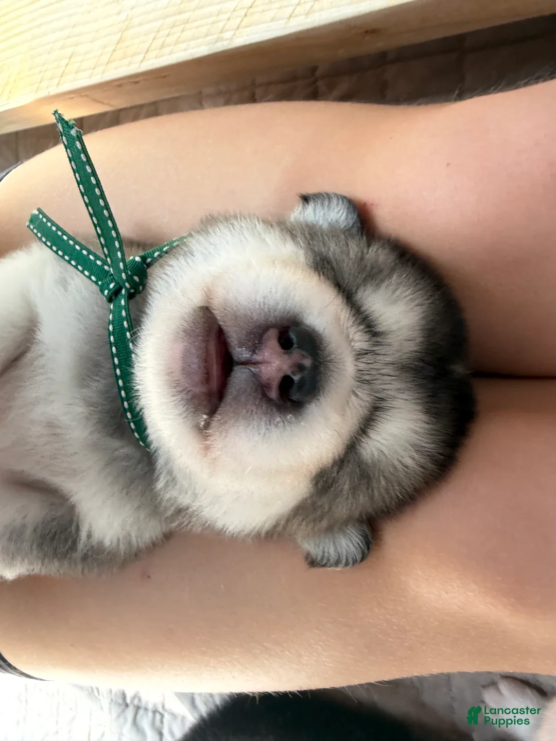 Mixed Breed dogs for sale: Mr Green - Ad 2