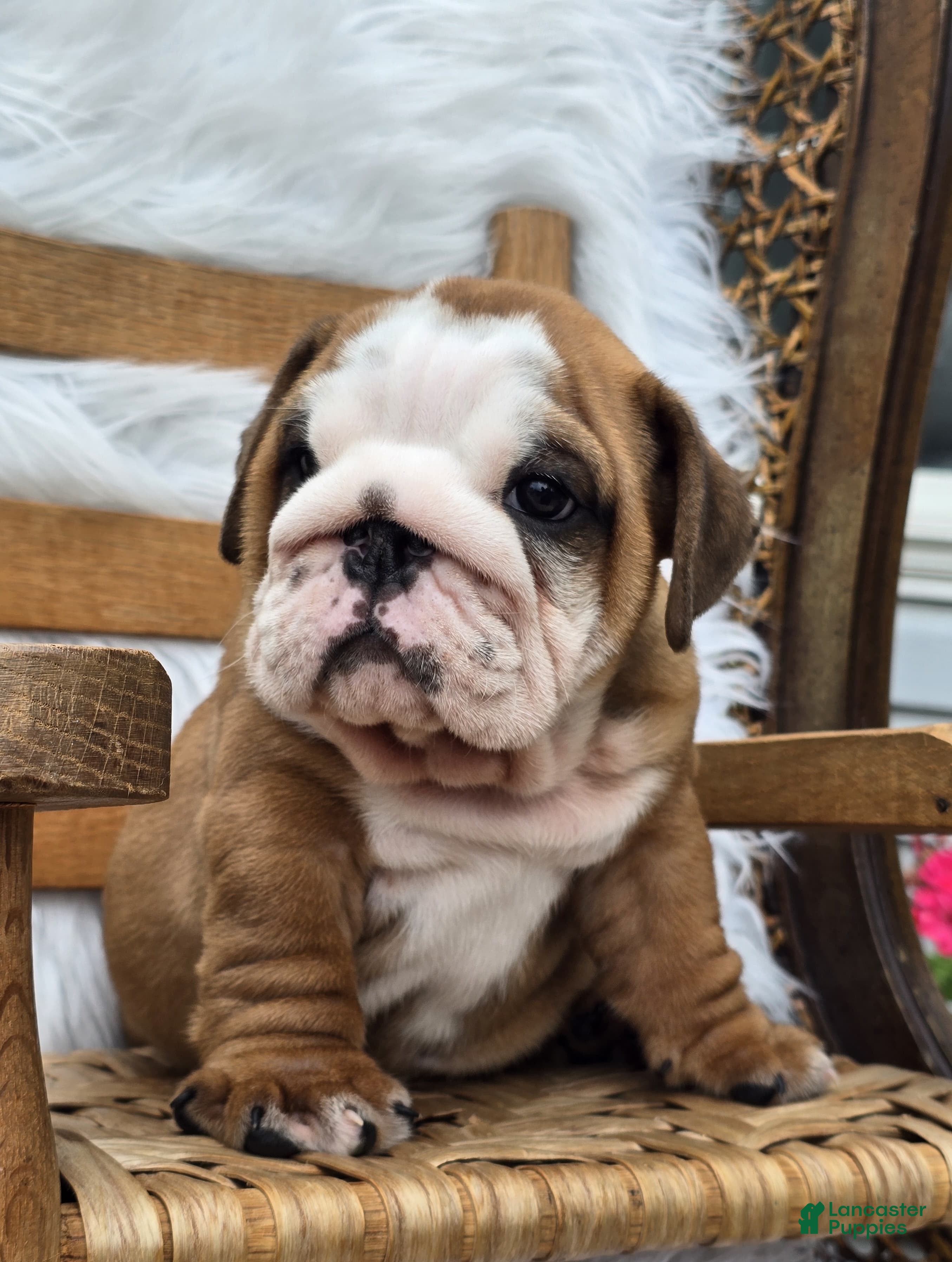 English Bulldog dogs Dominic - Ad 2