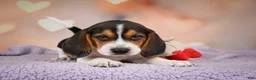 Beagle dogs for sale: OSCAR - Ad 12