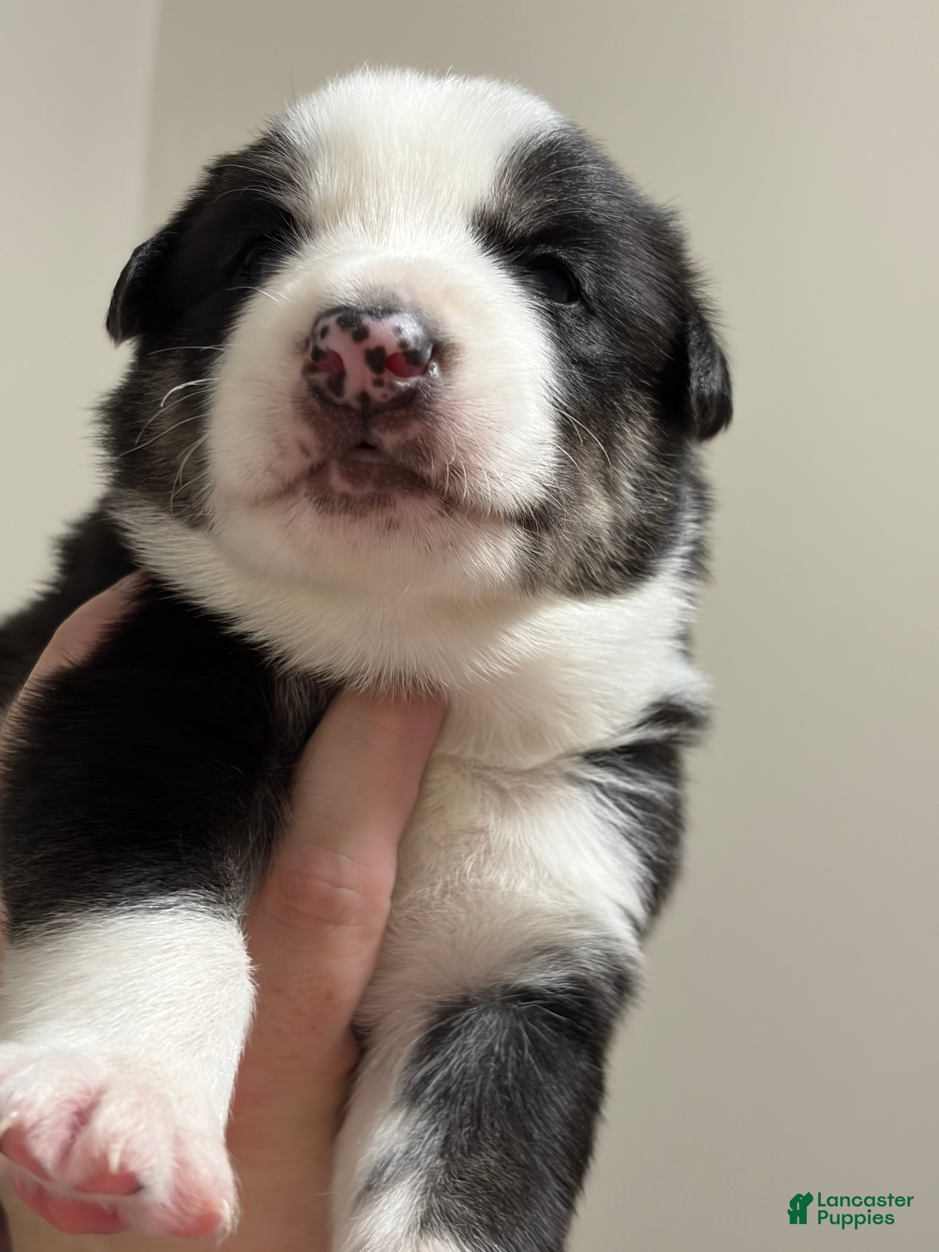 Mixed Breed dogs Simon - Ad 29