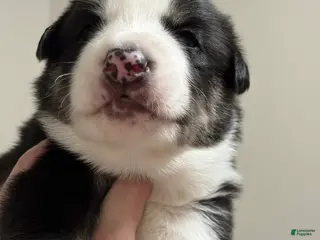 Mixed Breed dogs Simon - Ad 29