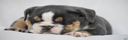 Beabull dogs for sale: Banjo - Ad 9