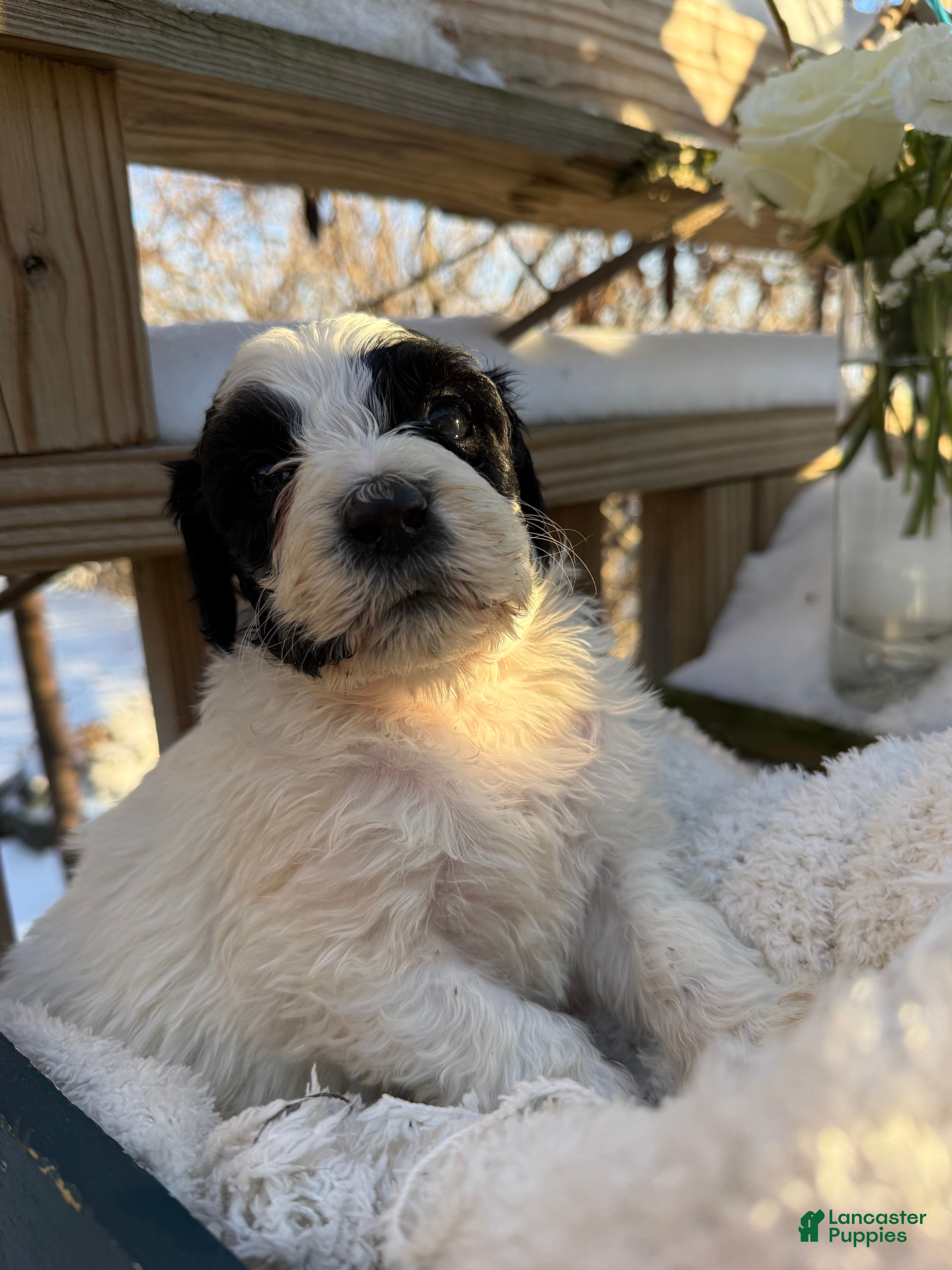 Mixed Breed dogs Lola - Ad 4