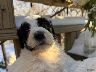 Mixed Breed dogs Lola - Ad 41