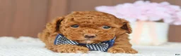 Toy Poodle dogs for sale: Firecracker - Ad 5