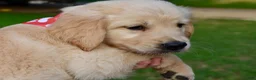 Golden Retriever dogs for sale: Pink Girl 4 - Ad 47