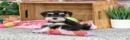 Miniature Schnauzer dogs for sale: Janelle - Ad 3