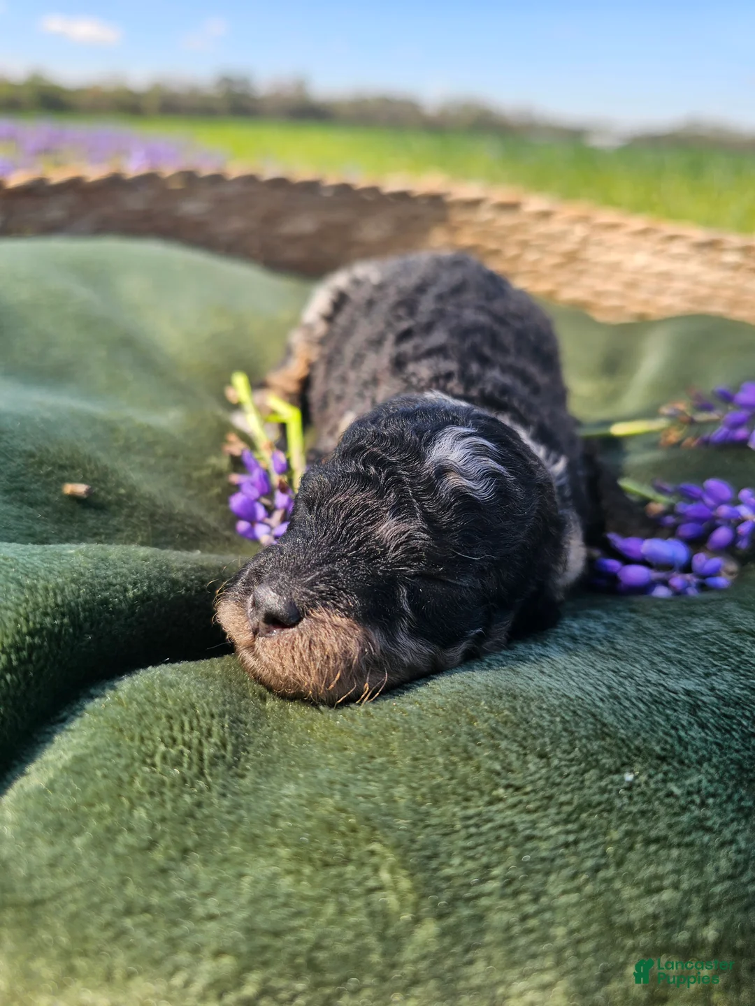 Mini Goldendoodle dogs for sale: Jasper - Ad 2