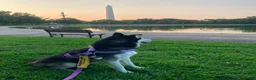 Siberian Husky dogs for sale: Pawvarotti - Ad 17