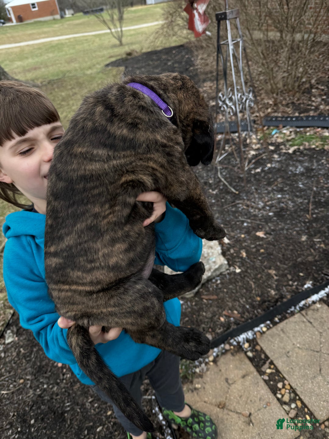 English Mastiff dogs for sale: English Mastiff Puppy “Purple” - Ad 3