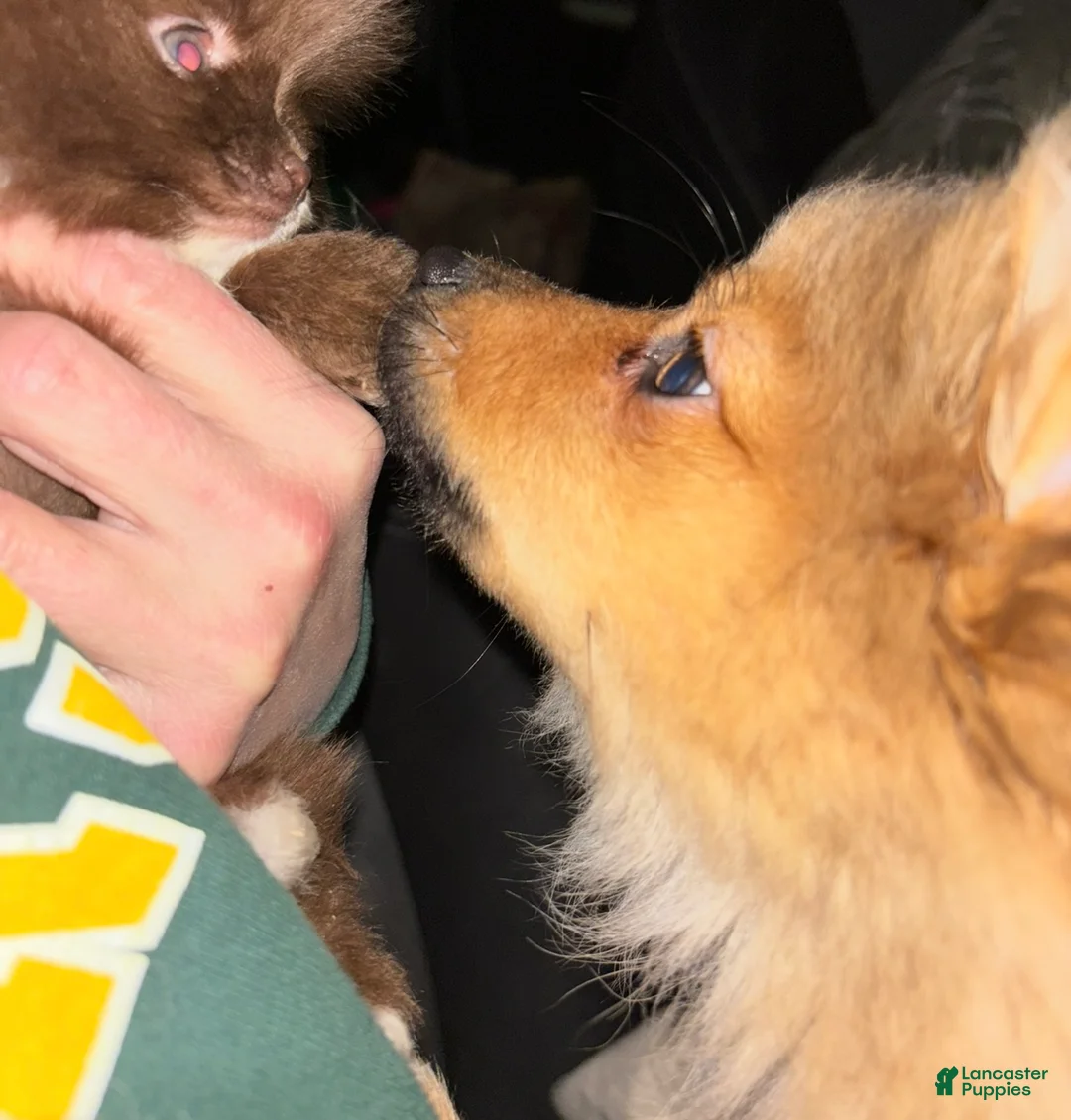 Pomeranian dogs for sale: Pomeranian Puppy 1 - Ad 6