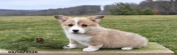Welsh Corgi Pembroke dogs for sale: George - Ad 1