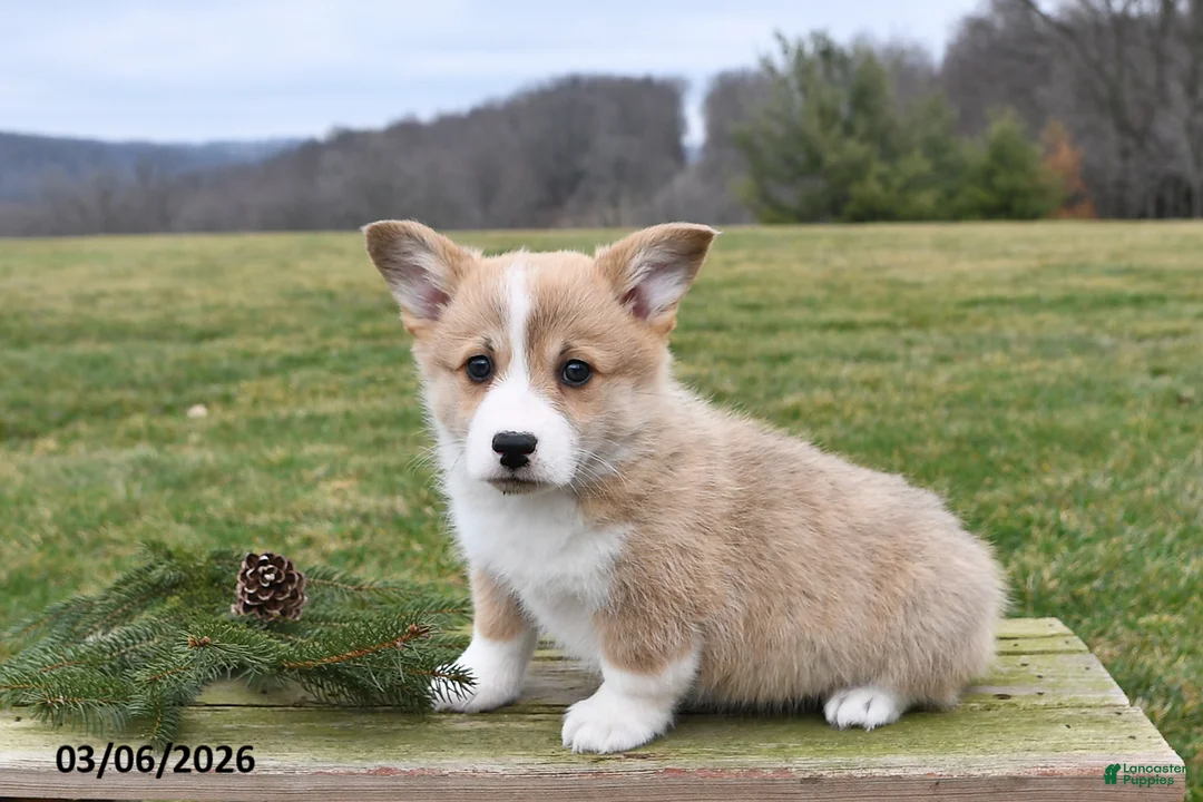 Welsh Corgi Pembroke dogs for sale: George - Ad 1