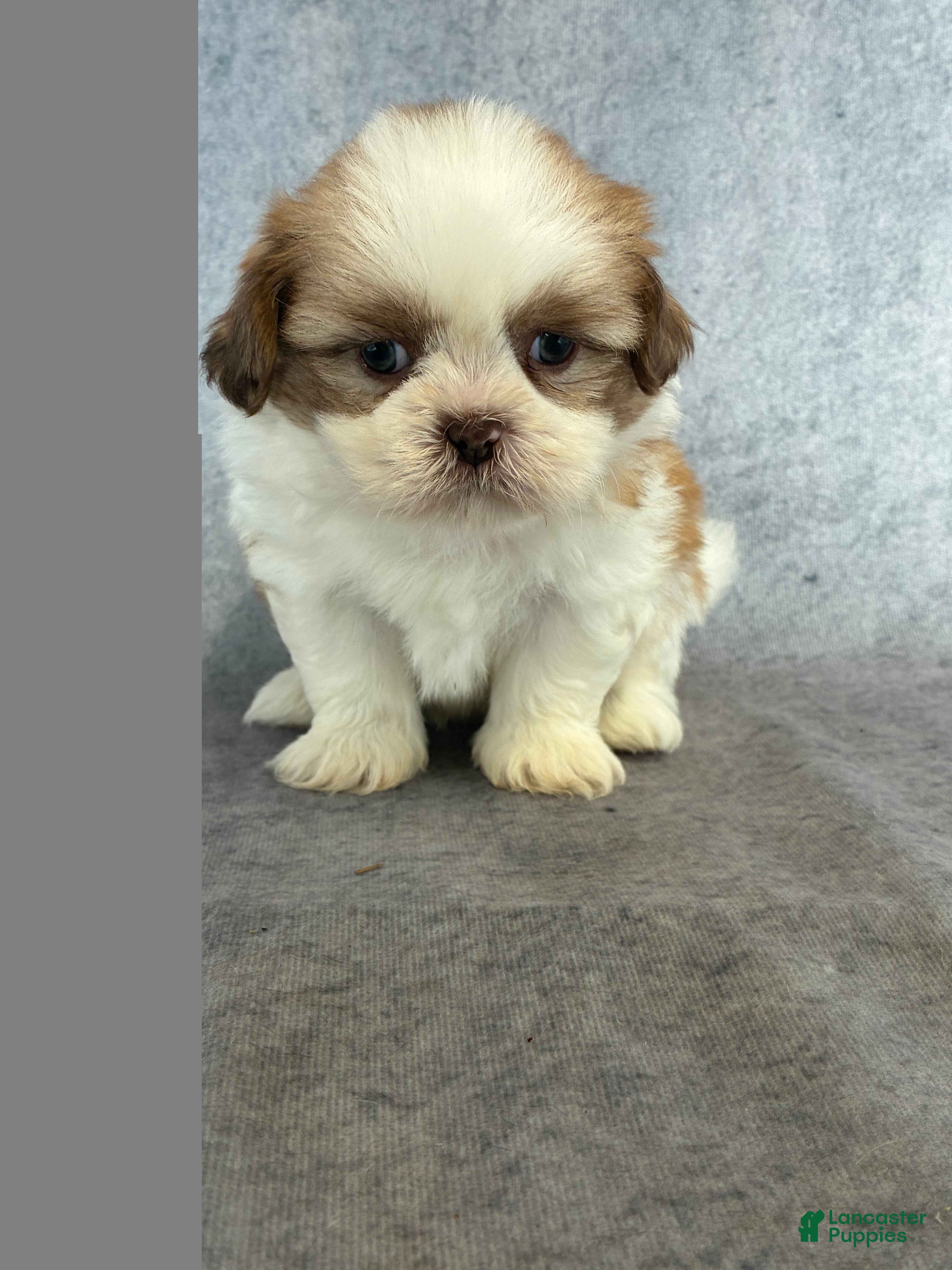 Shih Tzu dogs Kia (AKC) - Ad 2