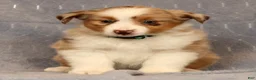 Miniature Australian Shepherd dogs for sale: Fifi - Ad 4