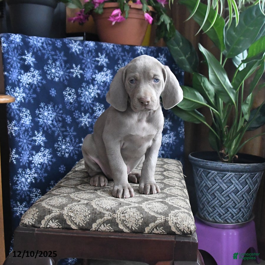 Weimaraner dogs Dixie - Ad 5