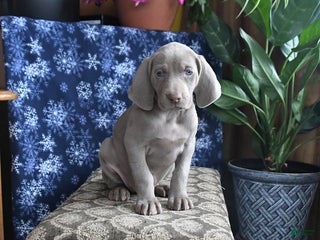 Weimaraner dogs Dixie - Ad 10