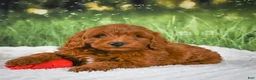 Mini Goldendoodle dogs for sale: Cooper - Ad 5