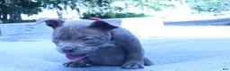 American Bully dogs for sale: Haze - Ad 1