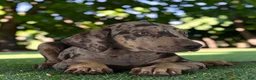 Catahoula Leopard Dog dogs for sale: Tigger 2026 Male 2 - Ad 13