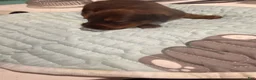 Dachshund dogs for sale: Dachshund 3 - Ad 5
