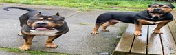 American Bully dogs for sale: Roxi - Ad 4