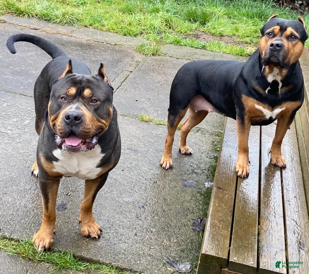 American Bully dogs for sale: Roxi - Ad 4