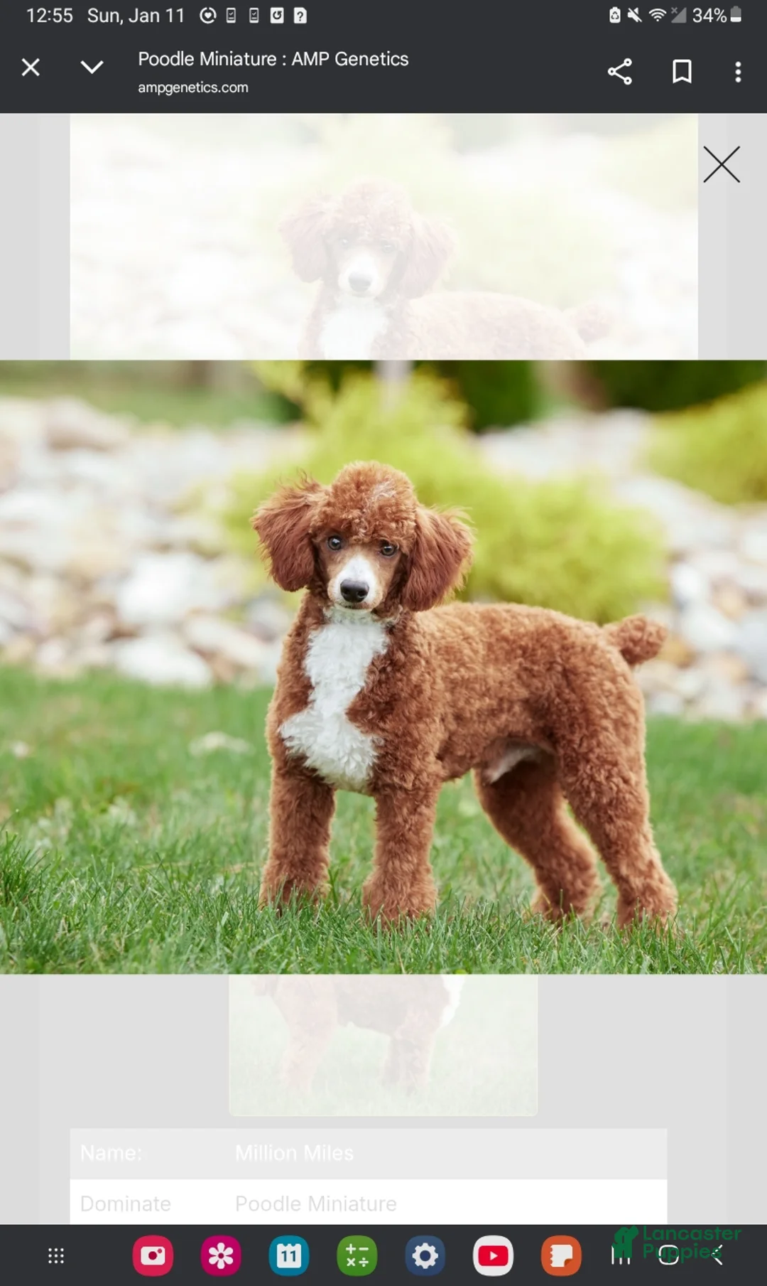 Miniature Poodle dogs for sale: AKC Blaze - Ad 14