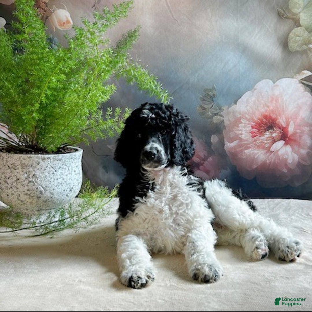 Standard Poodle dogs for sale: Trinity - Ad 3