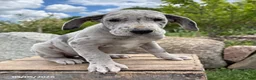 Great Dane dogs for sale: Truly - Ad 2