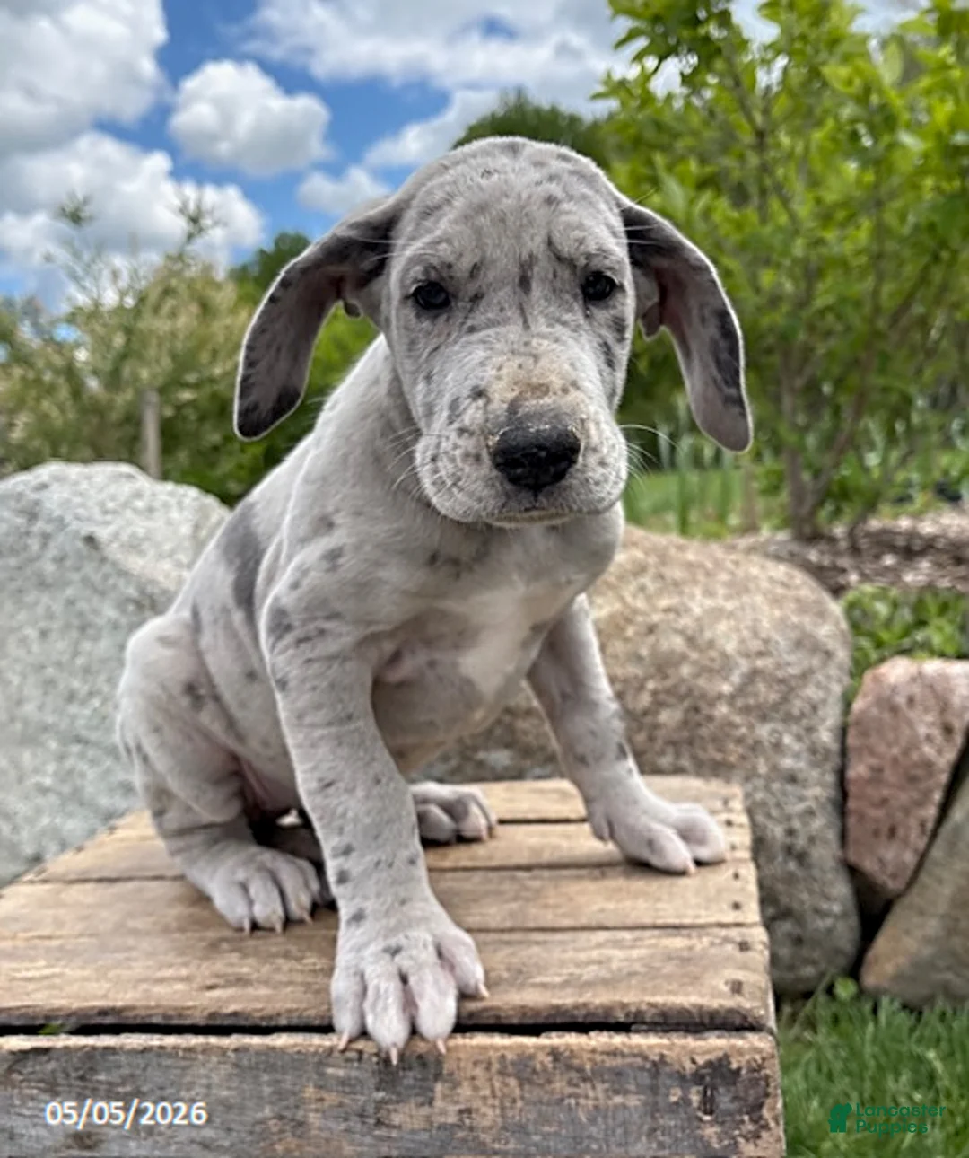 Great Dane dogs for sale: Truly - Ad 2