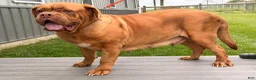 Dogue De Bordeaux dogs for sale: Keila - Ad 4