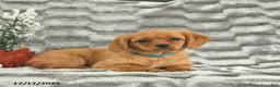 Miniature Golden Retriever dogs for sale: Roxy  - Ad 2