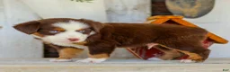 Miniature Australian Shepherd dogs for sale: Boone - Ad 6