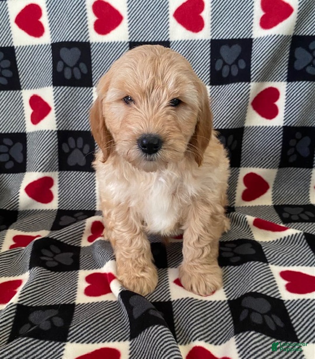 Mini Goldendoodle dogs for sale: Davis- mini/medium - Ad 3