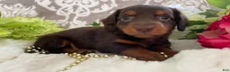Miniature Dachshund dogs for sale: Mindy - Ad 4