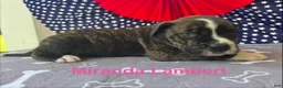 American Bulldog dogs for sale: Female #4/ Miranda Lambert - Ad 1