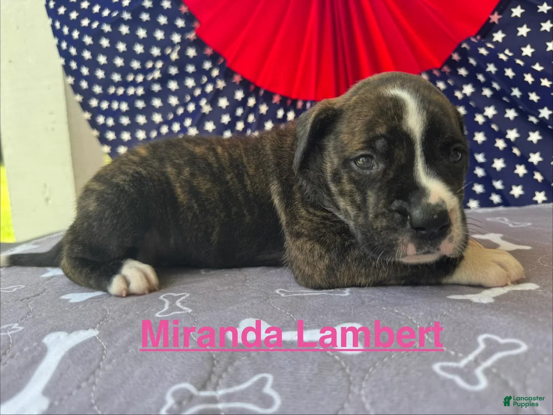 American Bulldog dogs for sale: Female #4/ Miranda Lambert - Ad 1
