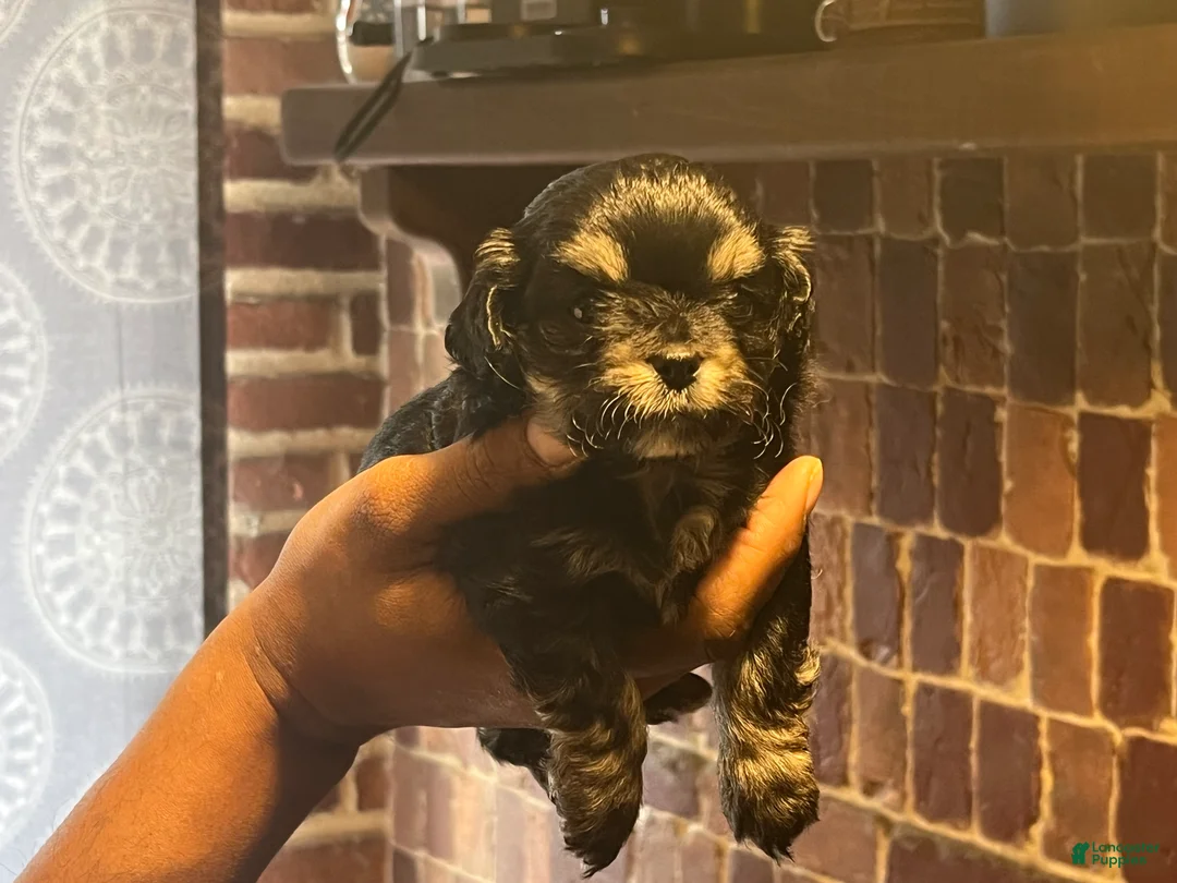 Chipoo dogs for sale: Adorable Chihuahua/Poodle Puppy Ready4NewHome - Ad 1
