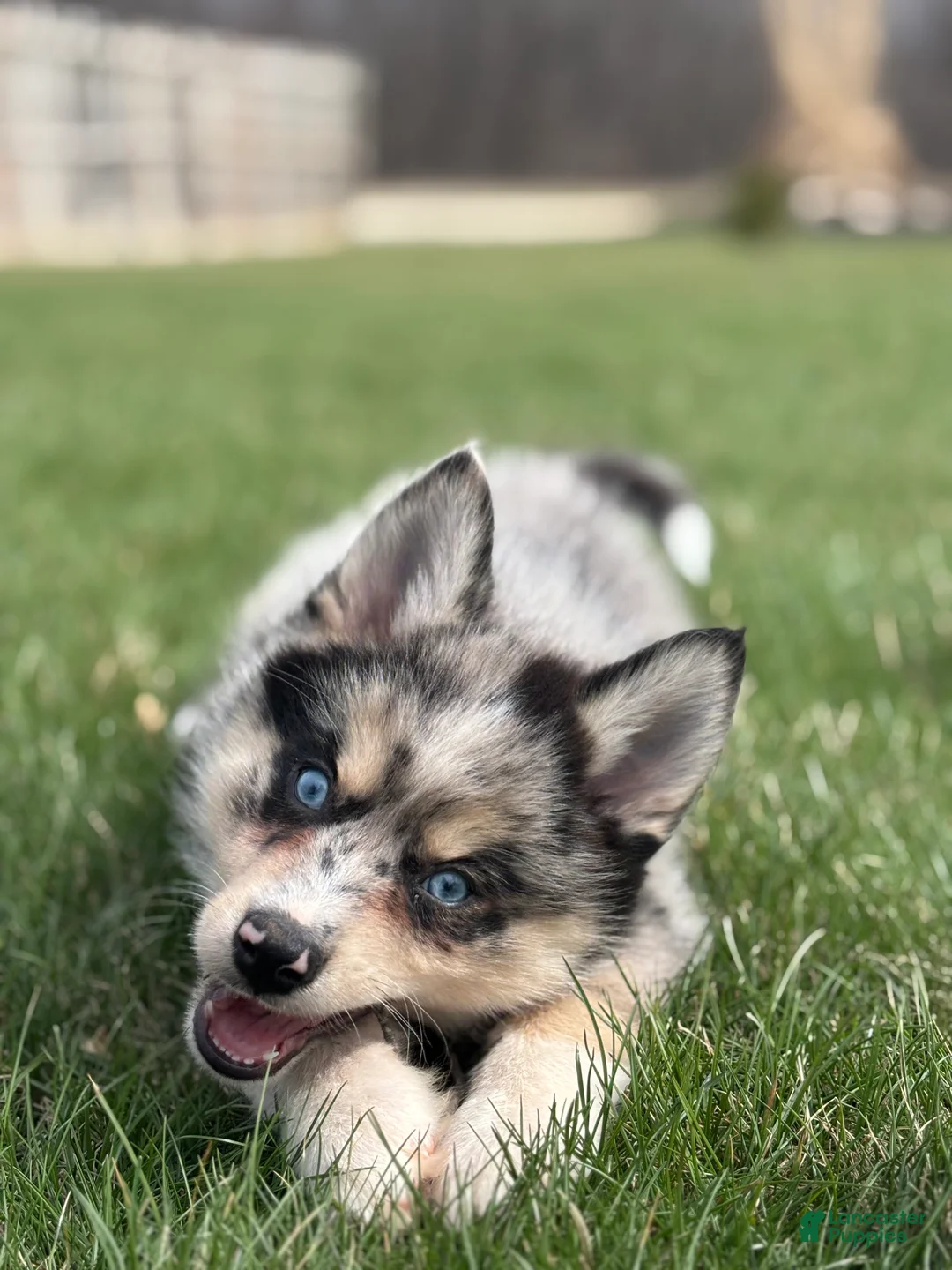 Pomsky dogs for sale: Dean - Ad 2
