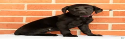 Labrador Retriever dogs for sale: Bravely - Ad 8
