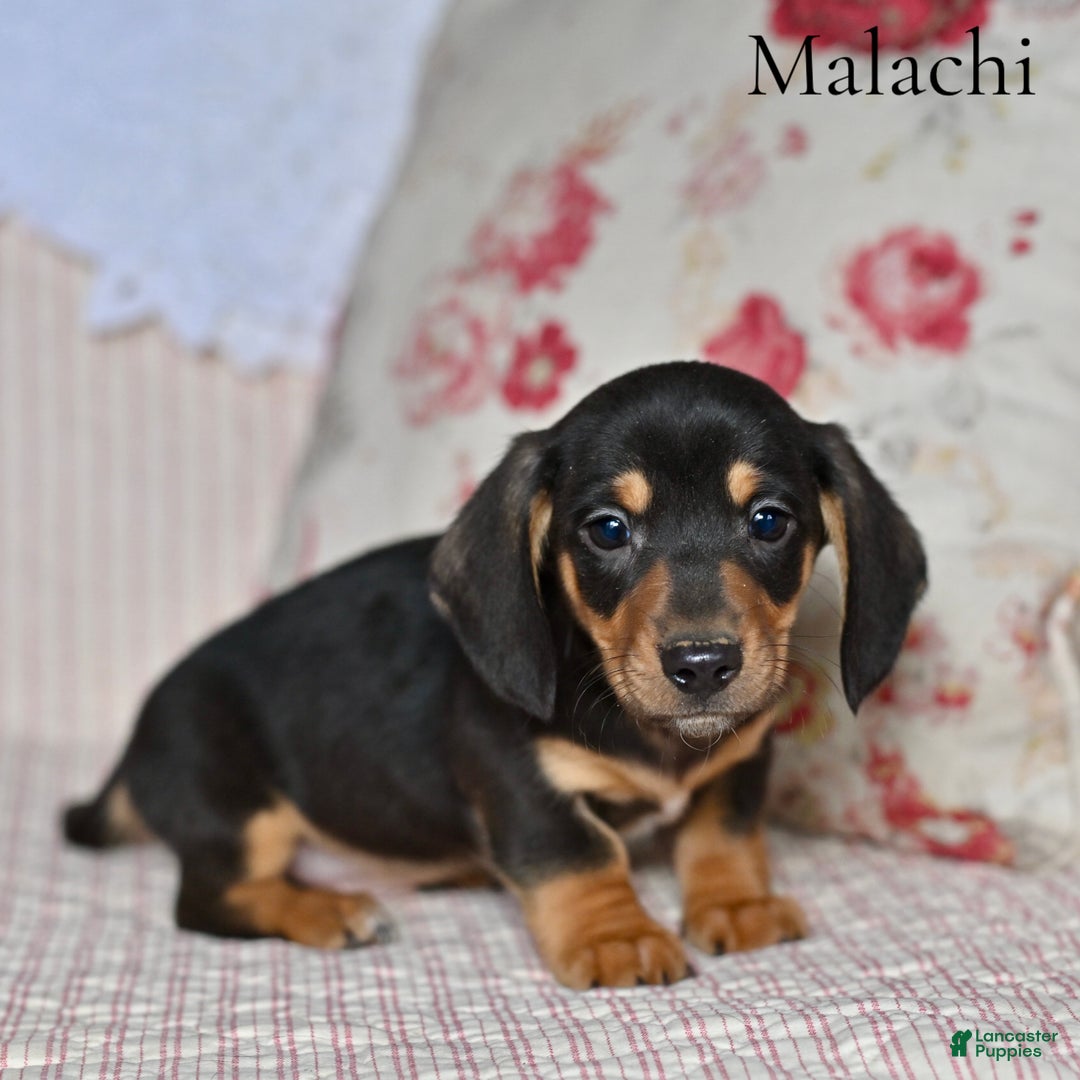 Miniature Dachshund dogs for sale: Malachi - Ad 1