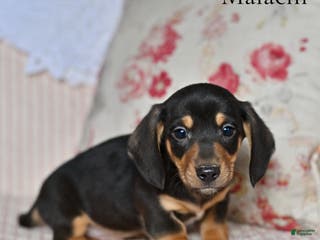 Miniature Dachshund dogs Malachi - Ad 38