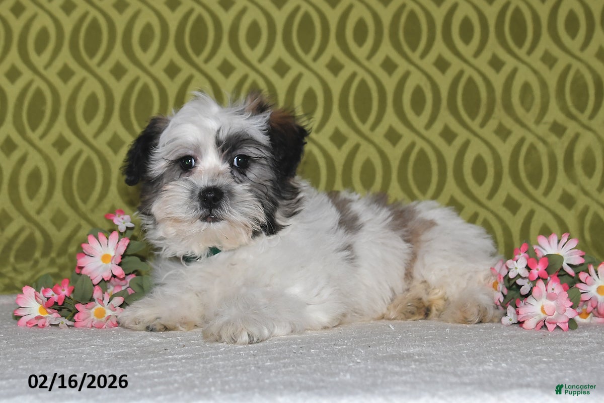 Teddy Bear dogs Jasper - Ad 2