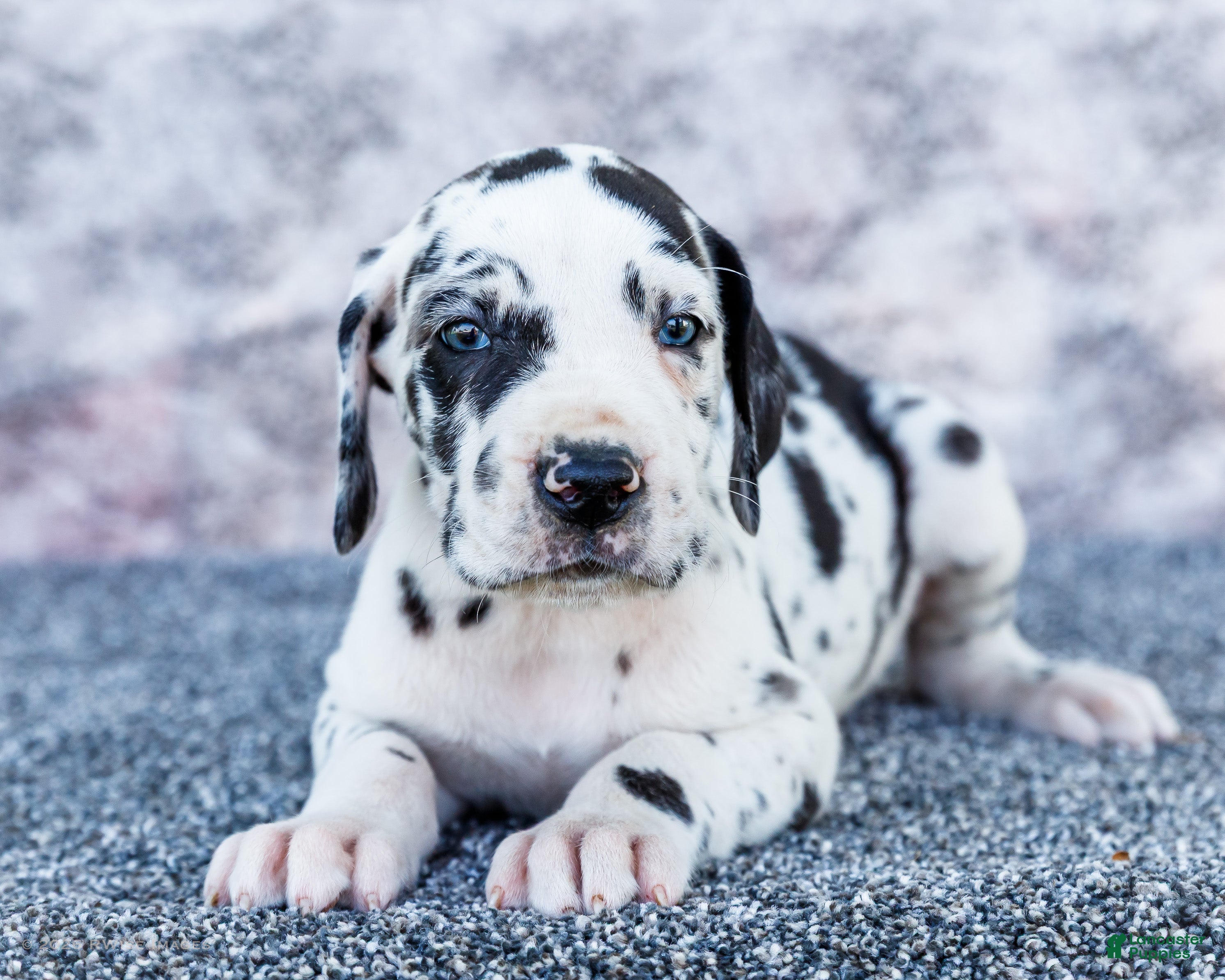 Great Dane dogs Alex - Ad 1