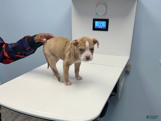 Mixed Breed dogs Alapaha bully - Ad 1