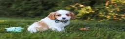 Cavapoo dogs for sale: Ike 💙 - Ad 5